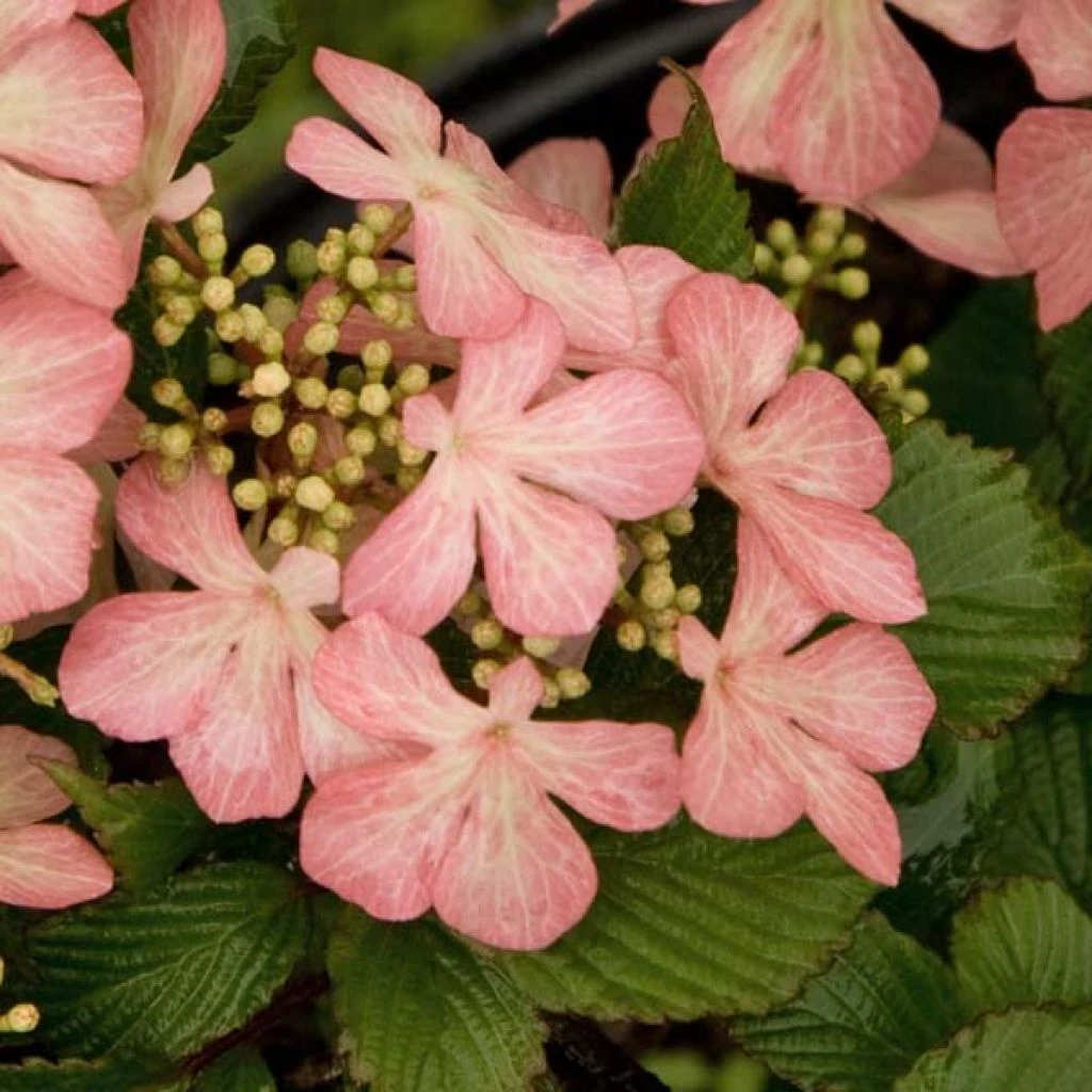 Viorne - Viburnum Plicatum Pink Beauty 3 Viorne - Viburnum Plicatum Pink Beauty