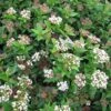 Viburnum Tinus Eve Price - Laurier Tin -Naturelle Boutique Viburnum tinus Eve Price 781506 1