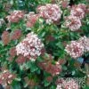 Viorne, Laurier Tin - Viburnum Tinus Gwenlian -Naturelle Boutique Viburnum tinus Gwenllian 100237 1