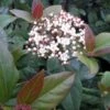 Viburnum Tinus Purpureum - Viorne Tin, Laurier Tin -Naturelle Boutique Viburnum tinus Purpureum 100288 1