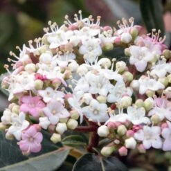 Viorne, Laurier Tin- Viburnum Tinus Spirit