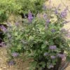 Vitex X Agnus-castus Chicagoland Blues - Gattilier -Naturelle Boutique Vitex Chicagoland Blues Gattilier hybride V 17953 1