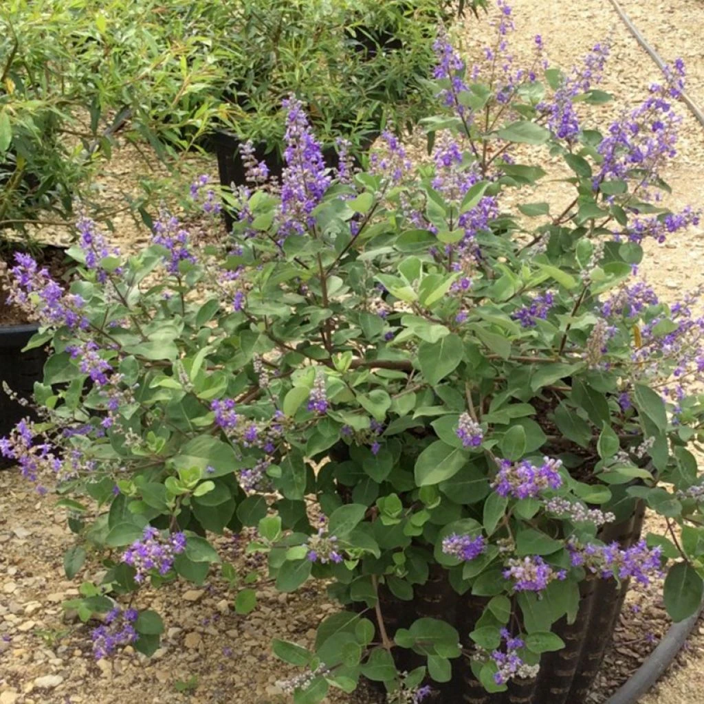 Vitex X Agnus-castus Chicagoland Blues - Gattilier 3 Vitex X Agnus-castus Chicagoland Blues - Gattilier