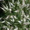 Vitex Agnus-castus Silver Spire - Gattilier -Naturelle Boutique Vitex Silver Spire 16589 1