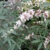 Vitex Agnus-castus Albus - Gattilier Blanc -Naturelle Boutique Vitex agnus castus Alba 781856 1