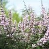Vitex Agnus-castus Galactic Pink - Gattilier -Naturelle Boutique Vitex agnus castus Galactic Pink Gattilier IF 17954 1