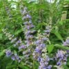 Vitex Agnus-castus Magical Summertime Blues - Gattilier 1 Vitex Agnus-castus Magical Summertime Blues - Gattilier -Naturelle Boutique Vitex agnus castus Magical Summertime Blues Helen Froehlich Gattilier IF 17955 1