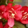Weigela Nain Rouge Courtanin 2 Weigela Nain Rouge Courtanin -Naturelle Boutique WEIGELA NAIN ROUGE 7881 1