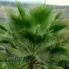 Washingtonia Robusta - Palmier Du Mexique -Naturelle Boutique Washingtonia robusta 82235 1
