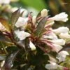 Weigela Black And White 2 Weigela Black And White -Naturelle Boutique Weigela Black and White 7880 1