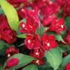 Weigelia Hybride Cherry Love 1 Weigelia Hybride Cherry Love -Naturelle Boutique Weigela Cherry Love IF 17263 1