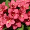Weigela Hybride Eva Rathke 2 Weigela Hybride Eva Rathke -Naturelle Boutique Weigela Eva Rathke 87494 1