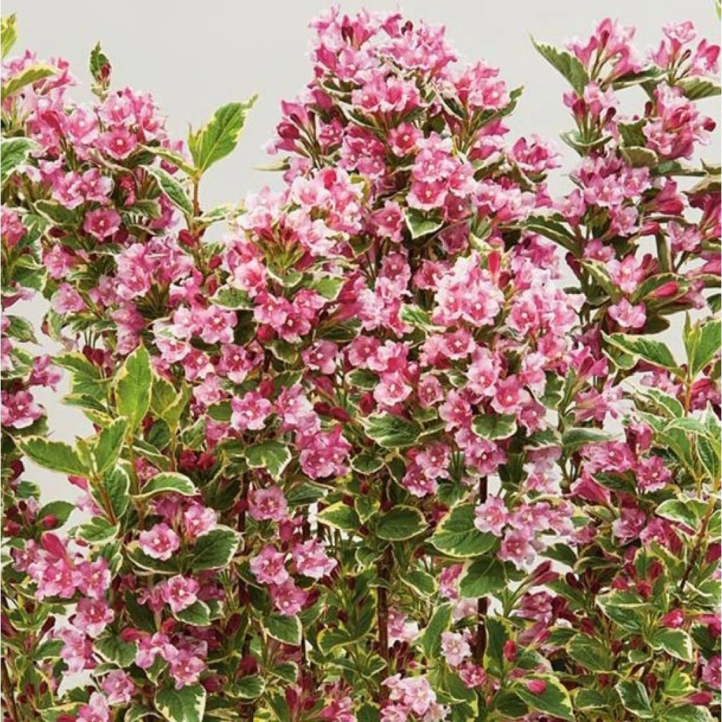 Weigela Kosteriana Variegata - Weigelia Kosteriana Variegata 3 Weigela Kosteriana Variegata - Weigelia Kosteriana Variegata