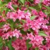 Weigela Minuet -Naturelle Boutique Weigela Minuet copyright 1008971 1