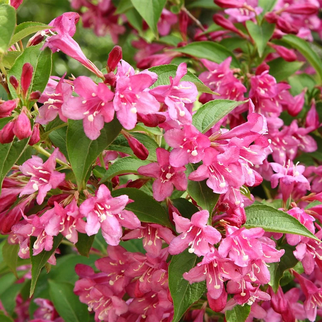 Weigela Minuet 3 Weigela Minuet