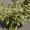 Weigela White Lightning -Naturelle Boutique Weigela White Lightning IF 1008992 1