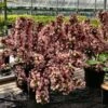 Weigela Florida Big Love -Naturelle Boutique Weigela florida Big Love 16348 1
