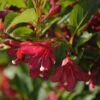 Weigela Florida Cherry Lace 2 Weigela Florida Cherry Lace -Naturelle Boutique Weigela florida Cherry Lace copyright 16349 1