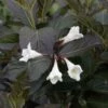 Weigela Florida Ebony And Ivory 2 Weigela Florida Ebony And Ivory -Naturelle Boutique Weigela florida EBONY AND IVORY NOBLE 84392 1
