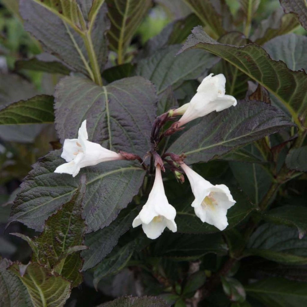 Weigela Florida Ebony And Ivory 3 Weigela Florida Ebony And Ivory