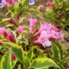 Weigela Florida Magical Rainbow -Naturelle Boutique Weigela florida Magical Rainbow 781857 1