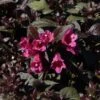 Weigela Florida Minor Black -Naturelle Boutique Weigela florida Minor Black 84393 1