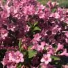 Weigela Florida Pink Poppet -Naturelle Boutique Weigela florida Pink Poppet copyright 78185 1