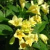 Weigela Middendorffiana -Naturelle Boutique Weigela middendorffiana 781921 1