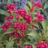 Weigela All Summer Red 2 Weigela All Summer Red -Naturelle Boutique Weigelia All Summer Red 84476 1