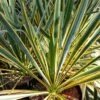Yucca Filamentosa Bright Edge - Yucca Filamenteux -Naturelle Boutique Yucca filamentosa Bright Edge copyright 8350411 1