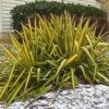 Yucca Flaccida Golden Sword 2 Yucca Flaccida Golden Sword -Naturelle Boutique Yucca flaccida Golden Sword 83487 1