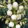 Yucca Gloriosa - Dague Espagnole 2 Yucca Gloriosa - Dague Espagnole -Naturelle Boutique Yucca gloriosa 83488 1