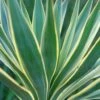 Yucca Gloriosa Variegata - Dague Espagnole -Naturelle Boutique Yucca gloriosa Variegata 82238 1