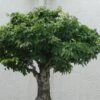 Zelkova Serrata Green Vase - Orme De Sibérie -Naturelle Boutique Zelkova serrata Green Vase 781528 1