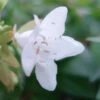 Abelia Grandiflora Francis Mason -Naturelle Boutique abelia francis mason 7828 1