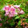 Abelia Parviflora Bumble Bee -Naturelle Boutique abelia parviflora bumble bee 85981 1