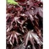 Acer Platanoides Crimson Sentry - Érable Plane -Naturelle Boutique acer platanoides crimson sentry 1000452 1