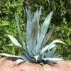 Agave Americana - Agave D'Amérique