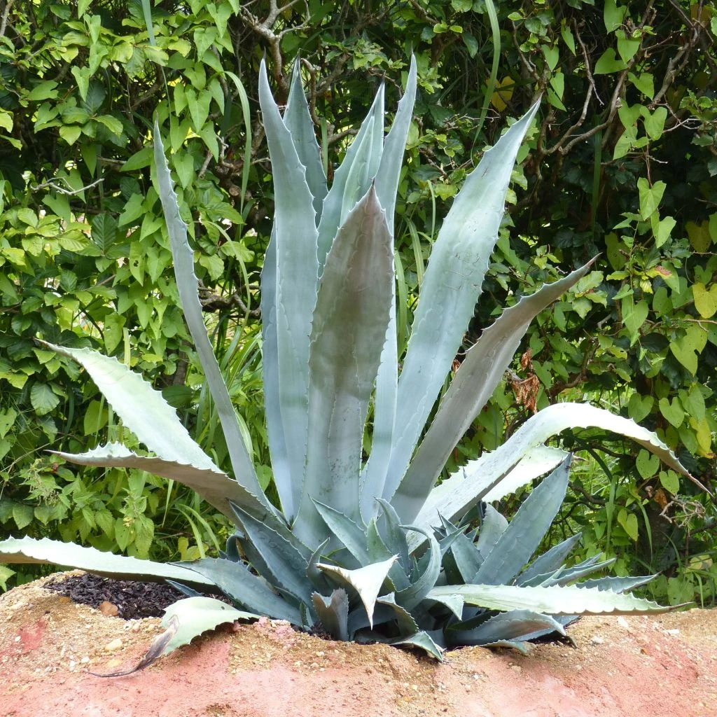 Agave Americana - Agave D'Amérique 3 Agave Americana - Agave D'Amérique