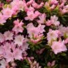 Azalée Du Japon Al's Picotee - Rhododendron Hybride -Naturelle Boutique azalee du japon al s picotee 15359 1