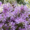 Azalée Du Japon Koromo Shikibu - Rhododendron Hybride -Naturelle Boutique azalee du japon koromo shikibu 80473 2