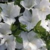 Azalée Du Japon Eucharis - Rhododendron Hybride -Naturelle Boutique azalee eucharis 80472 1