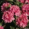 Azalée De Chine Kilian - Rhododendron Hybride -Naturelle Boutique azalee kilian 80471 1