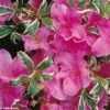 Azalée Du Japon Silver Queen - Rhododendron Hybride 2 Azalée Du Japon Silver Queen - Rhododendron Hybride -Naturelle Boutique azalee silver queen 781703 1
