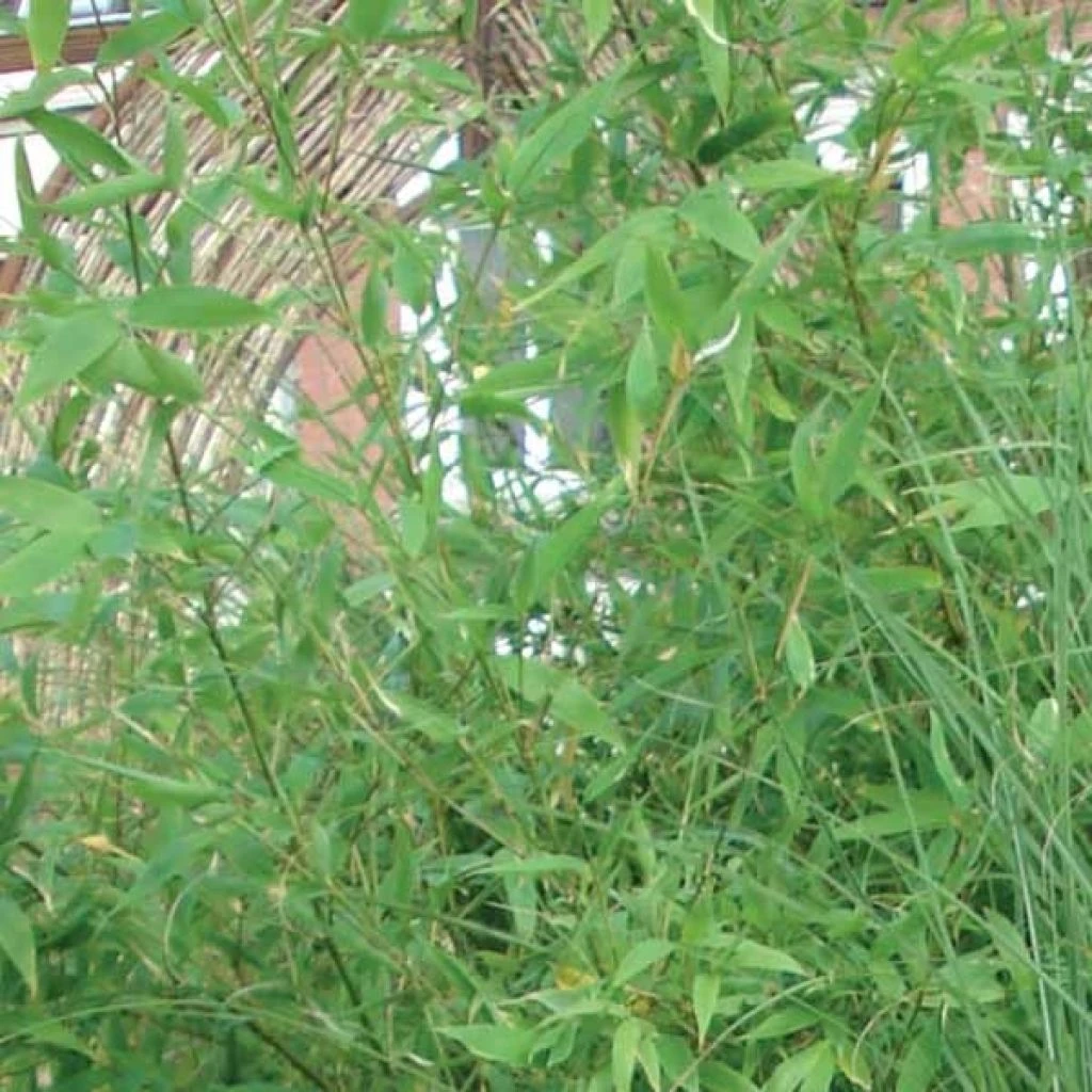 Bambou Non Traçant - Fargesia Murielae Jumbo 3 Bambou Non Traçant - Fargesia Murielae Jumbo