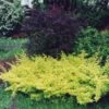 Berberis Thunbergii Golden Carpet - Epine-vinette 2 Berberis Thunbergii Golden Carpet - Epine-vinette -Naturelle Boutique berberis thunbergii golden carpet 83960 2