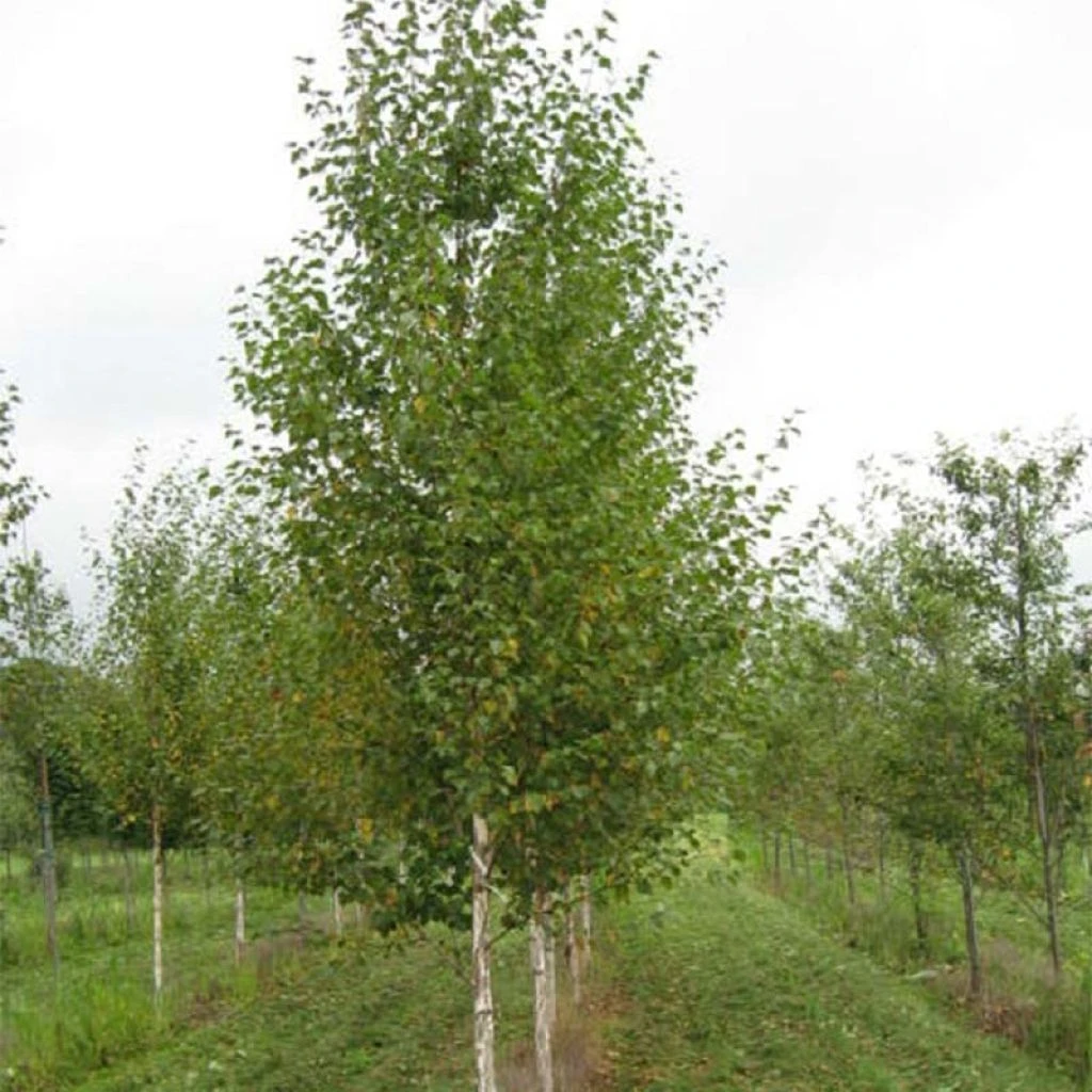 Bouleau Noir - Betula Nigra Heritage 3 Bouleau Noir - Betula Nigra Heritage