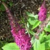 Buddleia Miss Ruby - Buddleia Nain -Naturelle Boutique buddleia miss ruby 9712 1