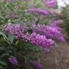 Buddleja Davidii Argus Velvet -Naturelle Boutique buddleja davidii argus velvet 86142 3