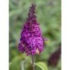 Buddleja Funky Fuchsia - Arbre Aux Papillons -Naturelle Boutique buddleja funky fuchsia 100417 1